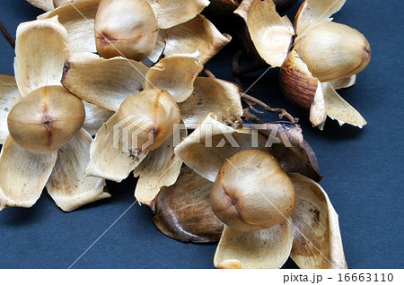 ウッドローズの果実 ウッドローズの果実 16663110