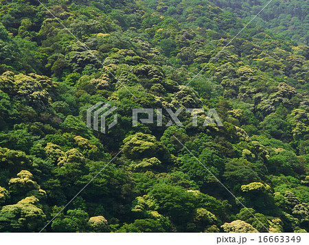 阿蘇北向谷原始林 16663349