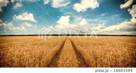 Road through wheat field 16663394