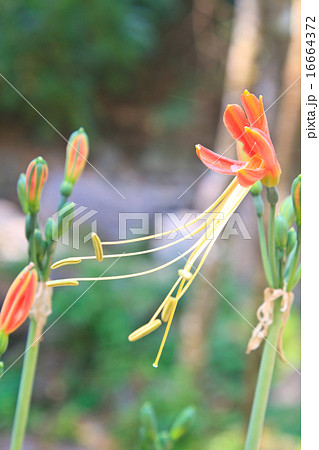Queen Lily flower in garden 16664372