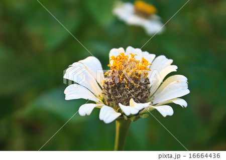 Zinnia elegans in field 16664436