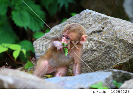 かわいい野生の猿の赤ちゃん 春の地獄谷の写真素材
