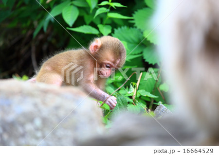 かわいい野生の猿の赤ちゃん 春の地獄谷の写真素材