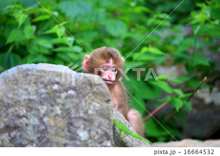 かわいい野生の猿の赤ちゃん 春の地獄谷の写真素材