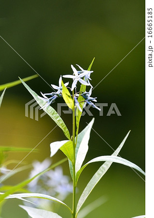 チョウジソウ 16665185