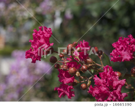 赤色 サルスベリ 百日紅 ヒャクジツコウ の花弁と 実の写真素材