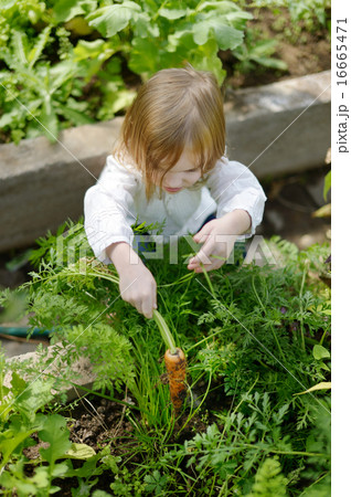 Adorable girl picking carrots in a garden 16665471