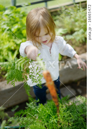 Adorable girl picking carrots in a garden Adorable girl picking carrots in a garden 16665472