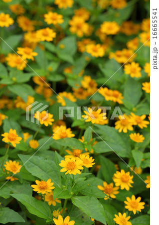 メランポジウムの花畑 メランポジウムの花畑 16665541