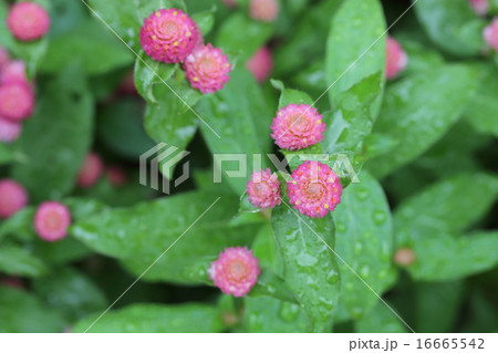 センニチソウ桃色花と雨雫 センニチソウ桃色花と雨雫 16665542