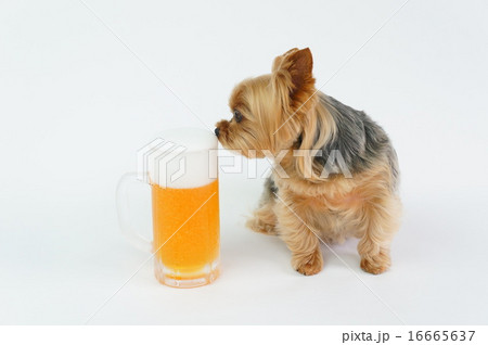 ビール ビール 16665637