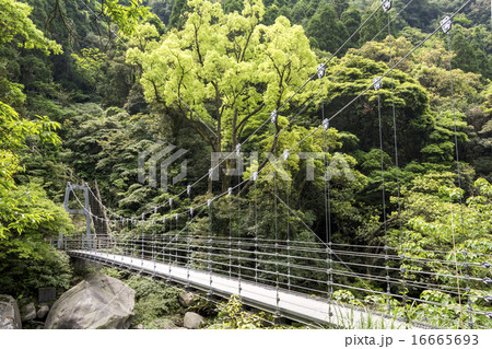 森と猿ヶ城渓谷にかかる橋 森と猿ヶ城渓谷にかかる橋 16665693