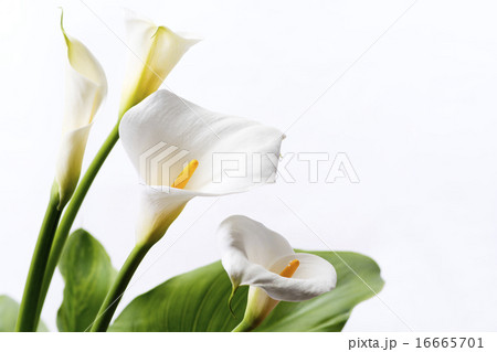 白背景のオランダカイウの花 16665701