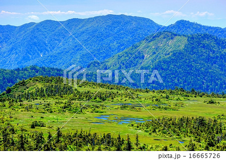 苗場山山頂湿原 16665726