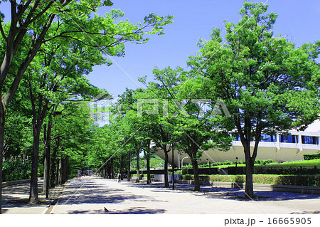 夏の代々木公園 16665905