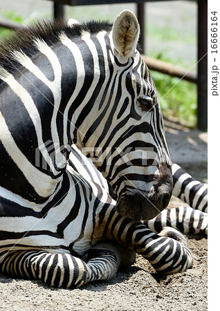シマウマ 16666164