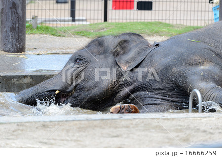 ゾウの水浴び 16666259
