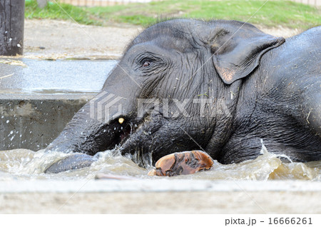 ゾウの水浴び 16666261