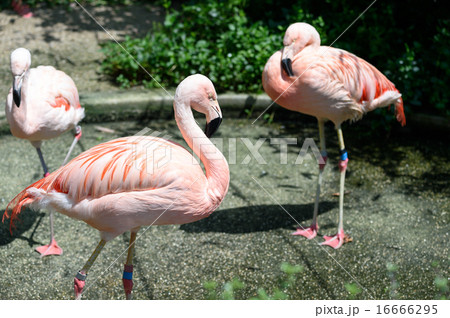 チリーフラミンゴ 16666295