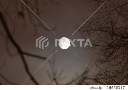 月光(エストニア・タリン) 月光(エストニア・タリン) 16666317