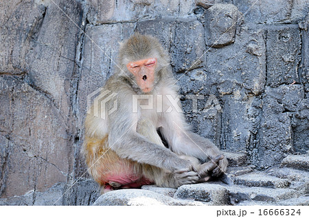 ニホンザル 16666324