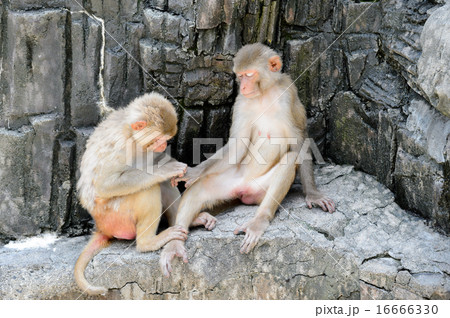 ニホンザル 16666330