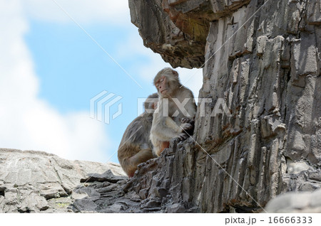 ニホンザル 16666333