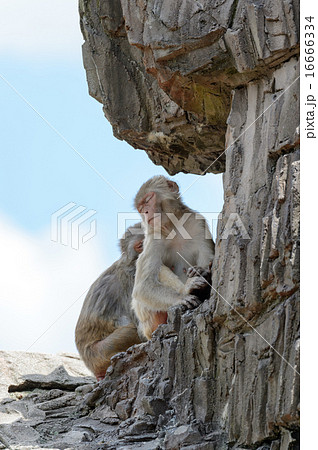 ニホンザル 16666334