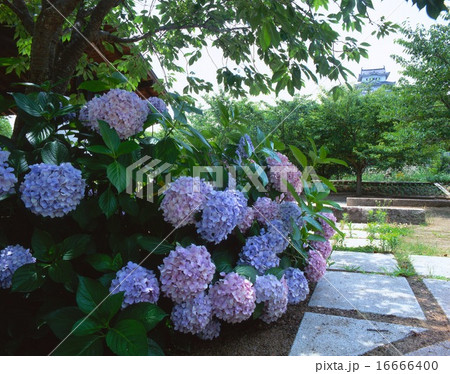 「世界文化遺産」「国宝」姫路城と満開のアジサイ/シロトピア記念公園より撮影/姫路城十景 16666400