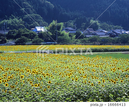 播磨の夏景色、佐用町のひまわり畑(JR姫新線、播磨徳久駅・宝蔵寺付近) 播磨の夏景色、佐用町のひまわり畑(JR姫新線、播磨徳久駅・宝蔵寺付近) 16666413
