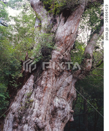 「世界文化遺産」屋久島、縄文杉 16666419