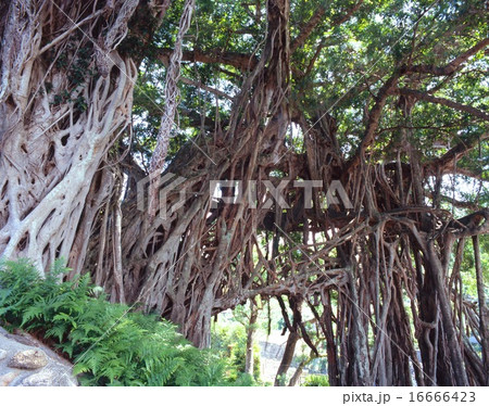「世界文化遺産」屋久島、中間のガジュマル 「世界文化遺産」屋久島、中間のガジュマル 16666423