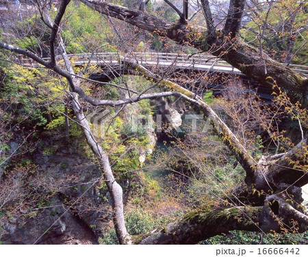 甲州街道にある「日本三奇橋」「国指定名勝」猿橋と新緑 16666442