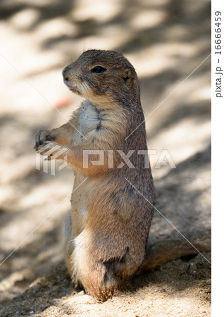 プレーリードッグ 16666459