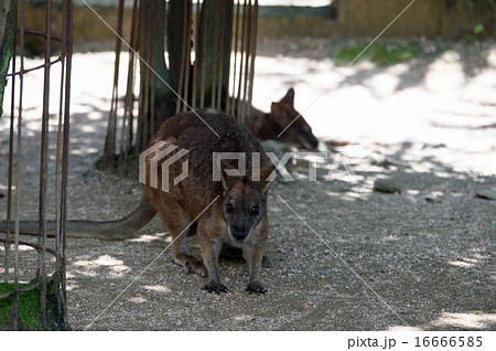 ワラビー 16666585