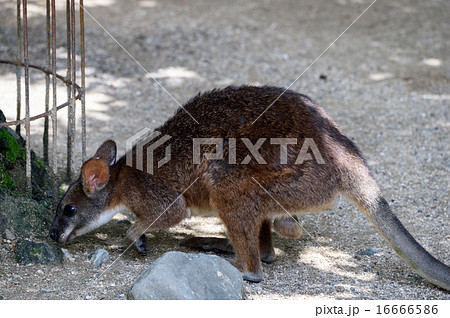 ワラビー 16666586