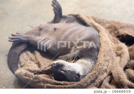 カワウソ 16666659