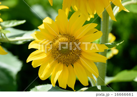 向日葵 16666661
