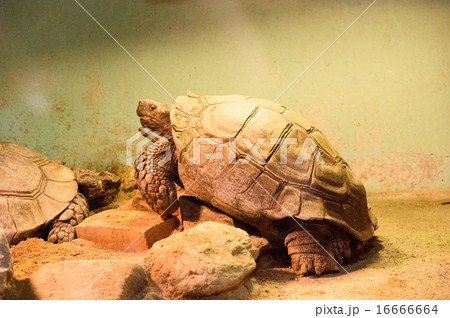 ゾウガメ 16666664