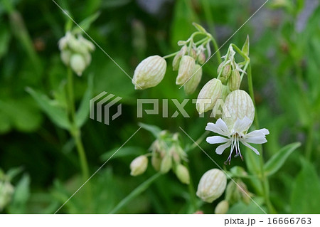 高山に咲くシレネ・ブルガリス 16666763