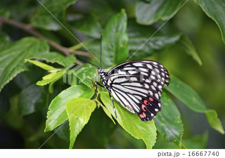 アカボシゴマダラ(赤星胡麻斑) アカボシゴマダラ(赤星胡麻斑) 16667740