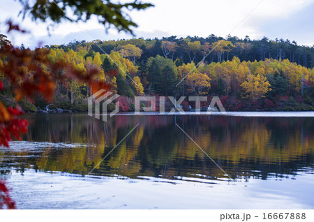 紅葉の白駒池1 紅葉の白駒池1 16667888