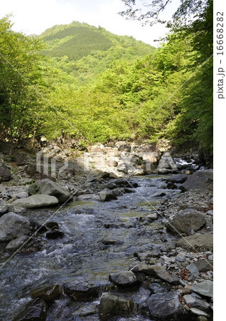 新緑の早戸川 16668282