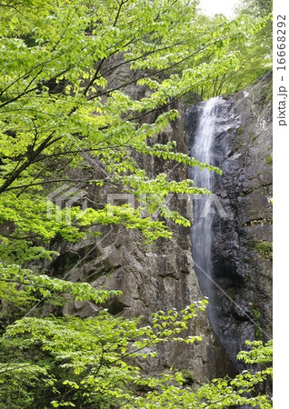 幻の大滝 早戸大滝 16668292