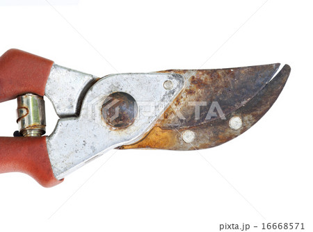 old clippers 16668571