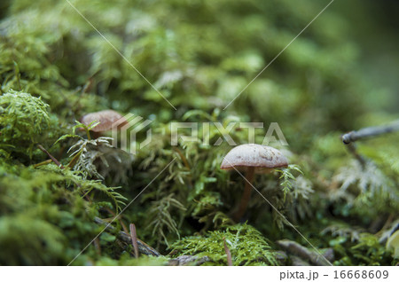 白駒池の苔4 16668609