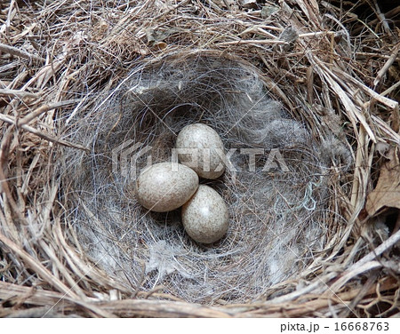 ハクセキレイの巣と卵 16668763