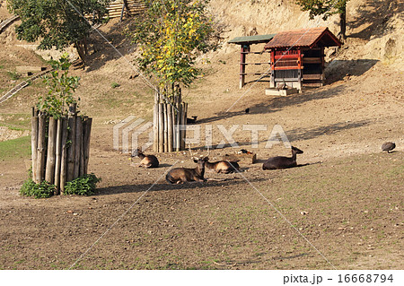 Young deer 16668794