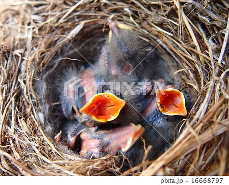 ハクセキレイの巣とヒナ 16668797
