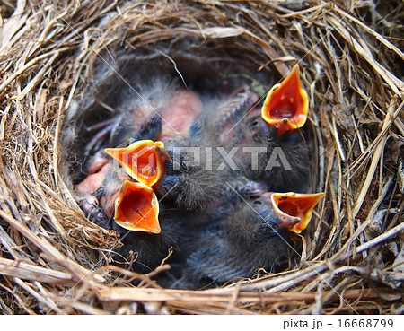 ハクセキレイの巣とヒナ 16668799